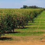 Previsão Climática para Julho, Agosto e Setembro de 2026: Temperaturas Acima da Média e Chuvas Irregulares
