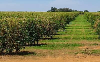 Previsão Climática para Julho, Agosto e Setembro de 2026: Temperaturas Acima da Média e Chuvas Irregulares
