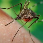 Ministério da Saúde alerta para risco de aumento de dengue e chikungunya com avanço do El Niño
