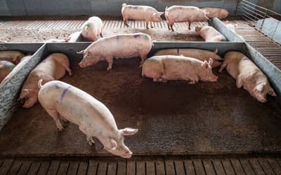 Projeto que repactua repasses da atividade pecuarista entre municípios avança na Câmara