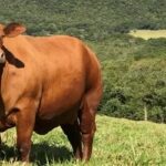 Preços de carne bovina e suína caem em São Paulo