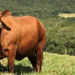 Preços de Produtos Agrícolas Registraram Declínio em São Paulo