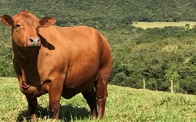 Preços de Produtos Agrícolas Registraram Declínio em São Paulo