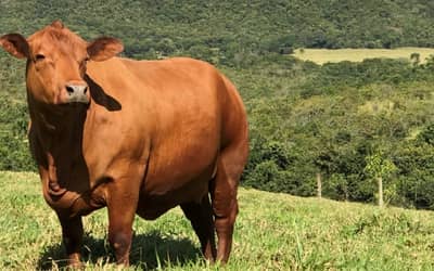 Boi gordo hoje: confira cotações para esta terça-feira (18)