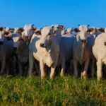 Valor Bruto da Produção Agropecuária atinge R$ 1,39 trilhão em julho de 2026 (julho de 2026)