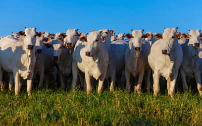 Valor Bruto da Produção Agropecuária atinge R$ 1,39 trilhão em julho de 2026 (julho de 2026)