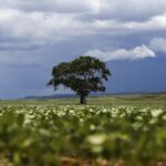 Crédito rural cresce para R$ 65,7 bilhões nos primeiros dois meses da safra 2026/2027