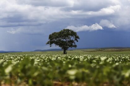 Crédito rural cresce para R$ 65,7 bilhões nos primeiros dois meses da safra 2026/2027