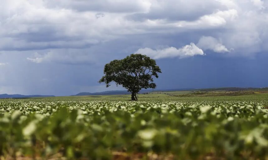 Crédito rural cresce para R$ 65,7 bilhões nos primeiros dois meses da safra 2026/2027