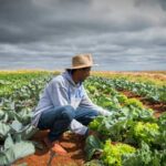 Frente Parlamentar da Agropecuária pede ajustes na MP 1.376/2026
