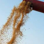 Soja inicia sexta-feira (4) em queda no Paraná e em Paranaguá