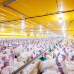 México suspende importações de aves brasileiras após surto de Newcastle em Santa Catarina (20)