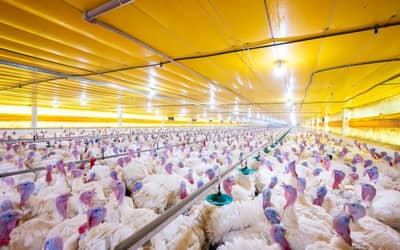 México suspende importações de aves brasileiras após surto de Newcastle em Santa Catarina (20)