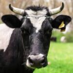 Boi gordo, frango e suíno: confira cotações para esta quarta-feira (7)