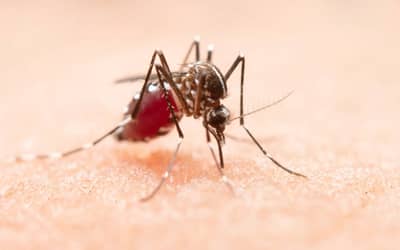 Dengue: casos prováveis caem 70% no Brasil em 2026