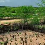 El Niño 2026/2027 ameaça o agronegócio nordestino: Embrapa alerta para ações de conservação e reservas