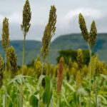 Goiás projeta crescimento de 7,8% na produção de grãos em 2026/27