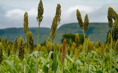 Goiás projeta crescimento de 7,8% na produção de grãos em 2026/27