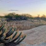 Seis anos de El Niño deixam 319 municípios nordestinos em estado de emergência (Julho‑Setembro 2026)