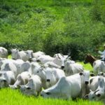 Rebanho bovino brasileiro registra queda em 2025, mas produção e exportações atingem recordes (30/04/2025)
