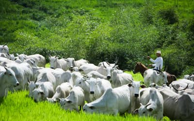 Rebanho bovino brasileiro registra queda em 2025, mas produção e exportações atingem recordes (30/04/2025)